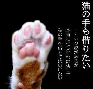 nekote.jpg